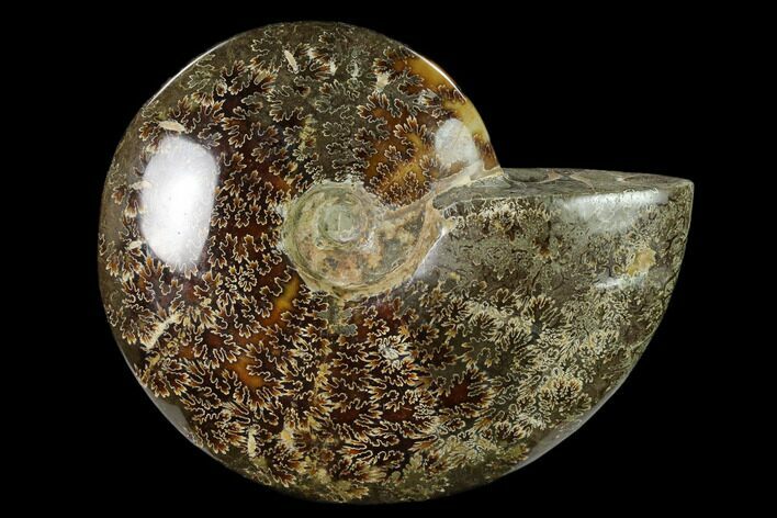 Polished, Agatized Ammonite (Cleoniceras) - Madagascar #149177